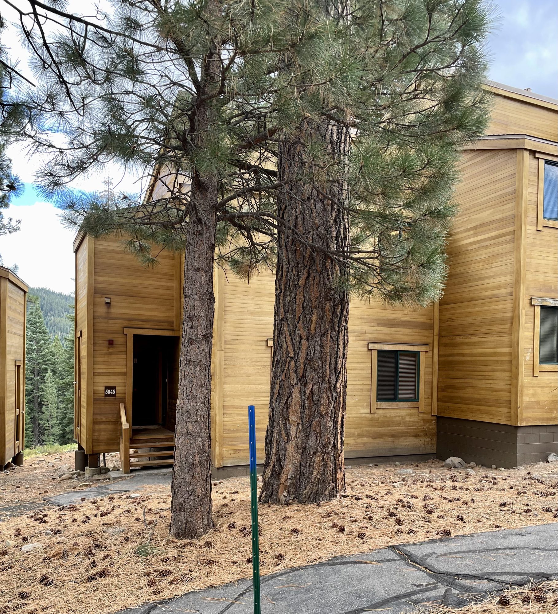 Front entry, tucked into the pines
