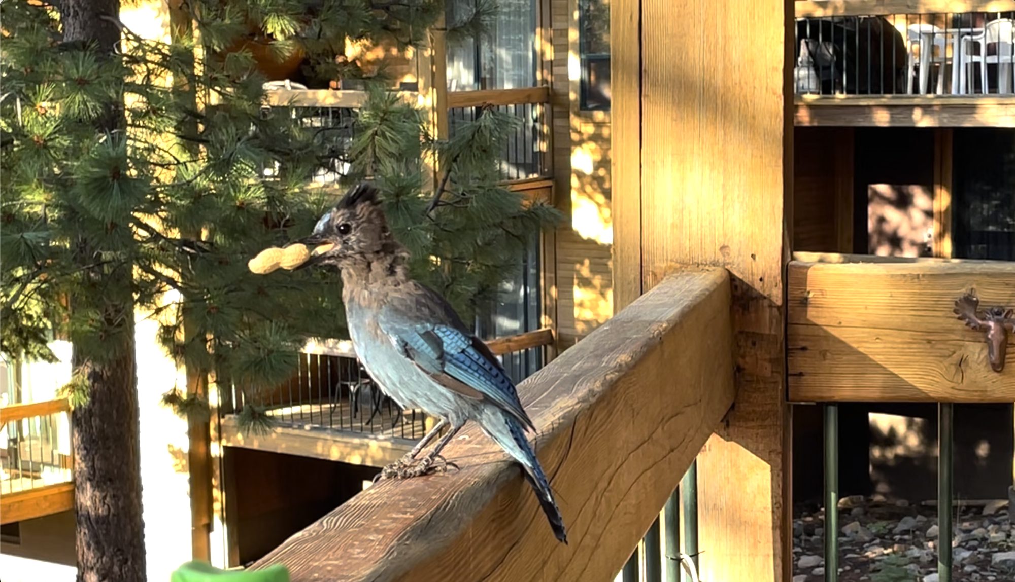 A Steller's jay visiting the deck