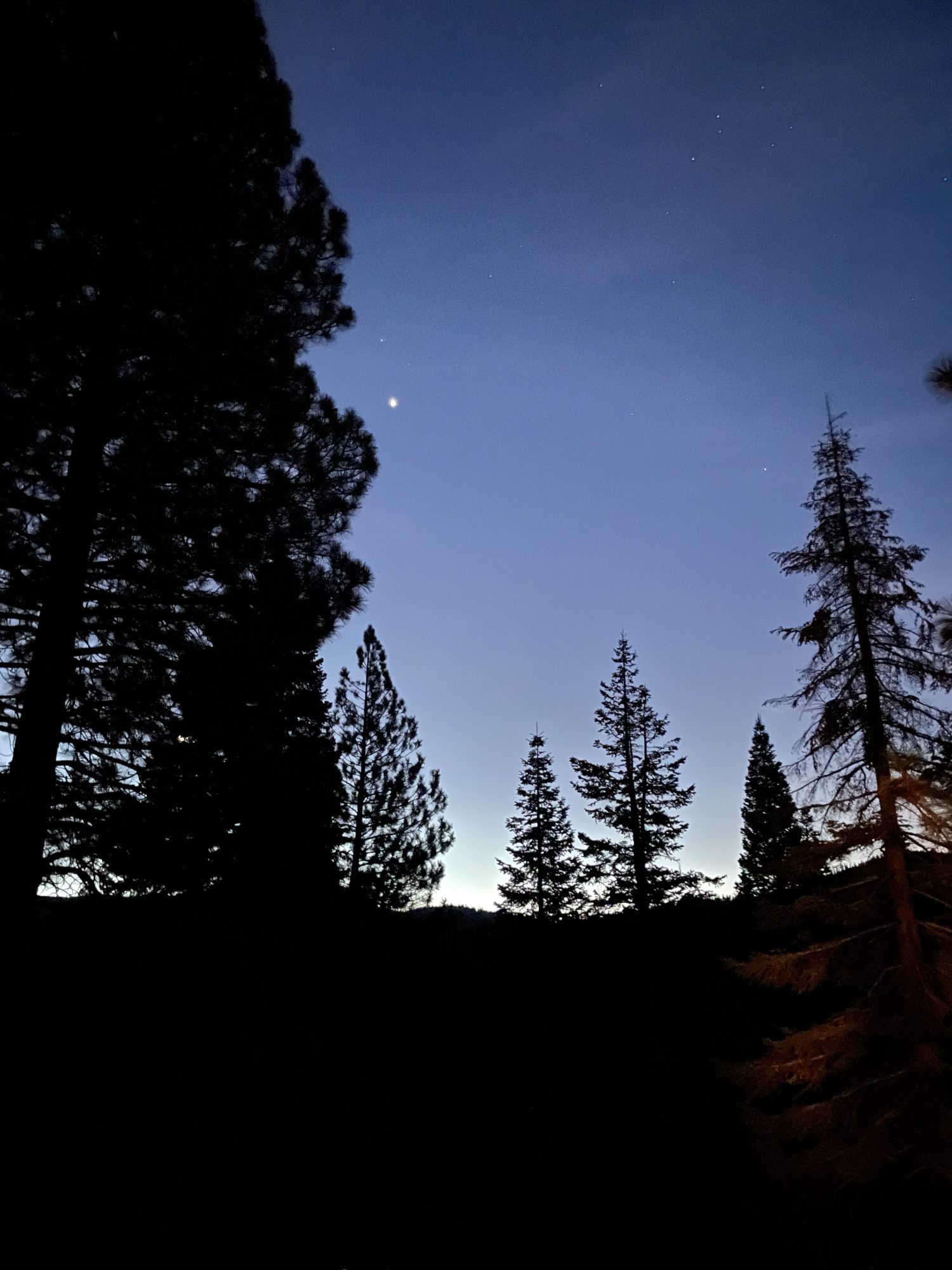 Twilight through the pines